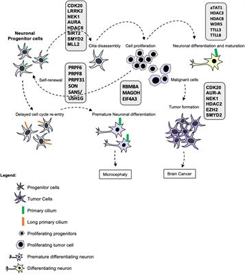 Post-transcriptional and Post-translational Modifications of Primary Cilia: How to Fine Tune Your Neuronal Antenna